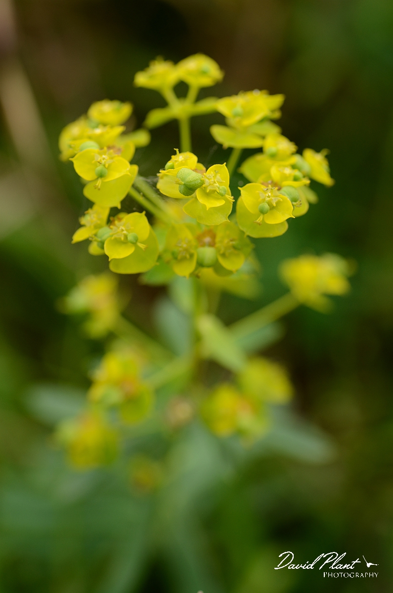 David Plant Photography - Wildlife Photography - Broad-leaved spurge - A.jpg - Broad-leaved spurge - Norfolk